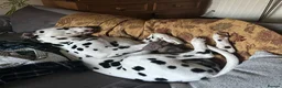 Dalmatian dogs for stud: KC Reg Dalmatian for stud  - Advert 4
