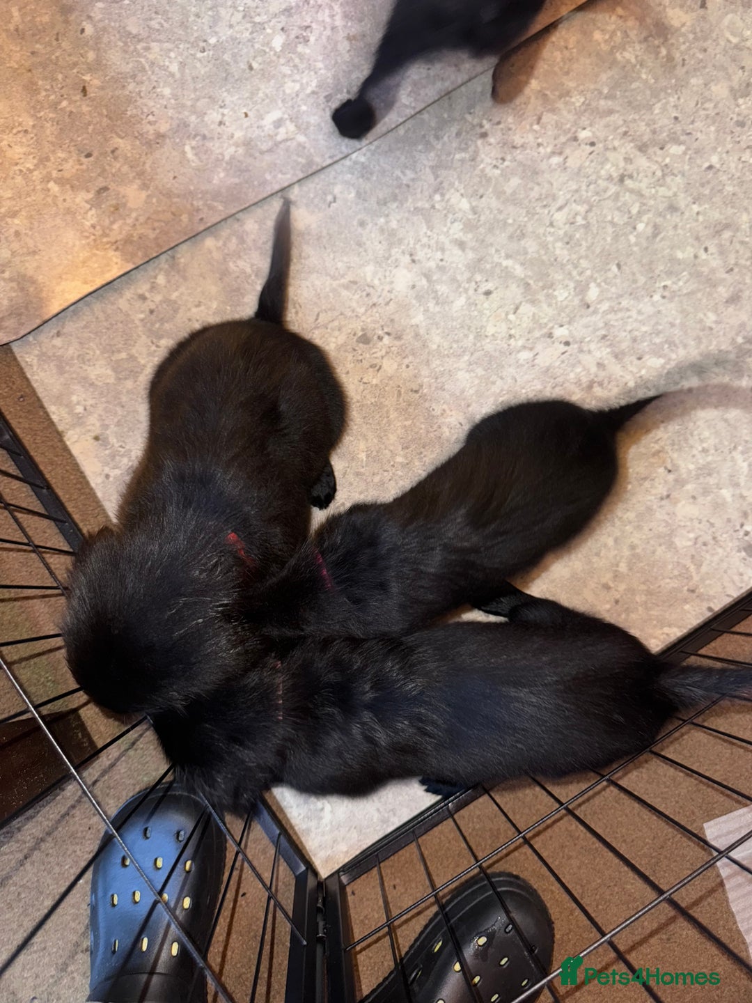 Flat coated Retriever dogs for sale: Flat coat Retriever puppies  - Image 15