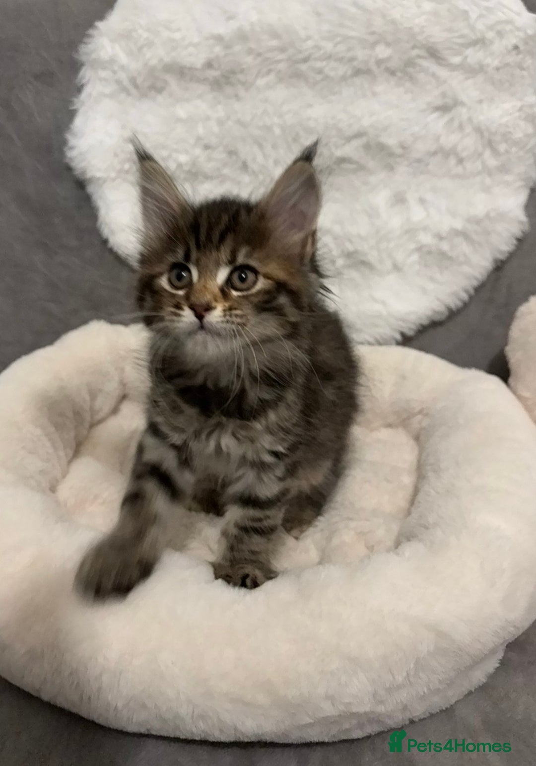 Maine Coon cats for sale: Maine Coon Kitten for Sale  - Advert 5