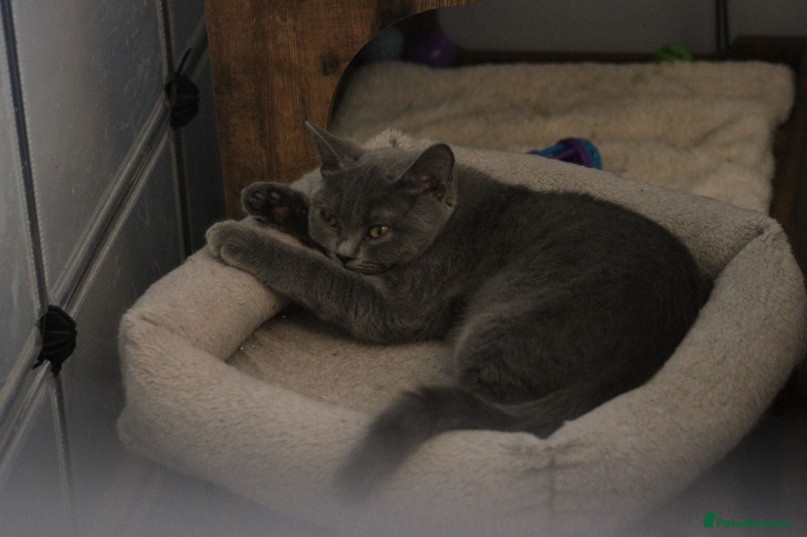 British Shorthair cats Lovely Molly left still looking for her forever🏠 - Advert 1