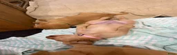 Labrador Retriever dogs for sale: Beautiful Red Fox Labrador Retriever Puppies - Advert 27
