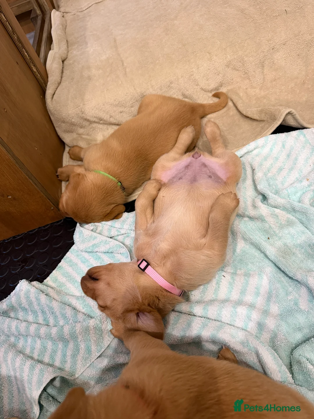 Labrador Retriever dogs for sale: Beautiful Red Fox Labrador Retriever Puppies - Advert 27