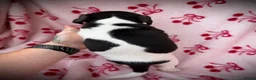 Jack Russell dogs for sale: 2 jack Russell puppies - Advert 7