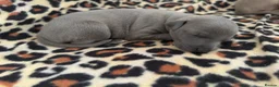 Italian Greyhound dogs for sale: KC Registered Italian Greyhound Puppies  in Carlisle - Advert 10