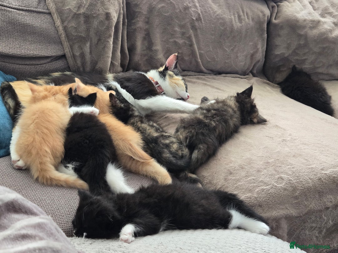 Ragdoll cats for sale: 12 half-Ragdolls (£150-£475) - Image 31