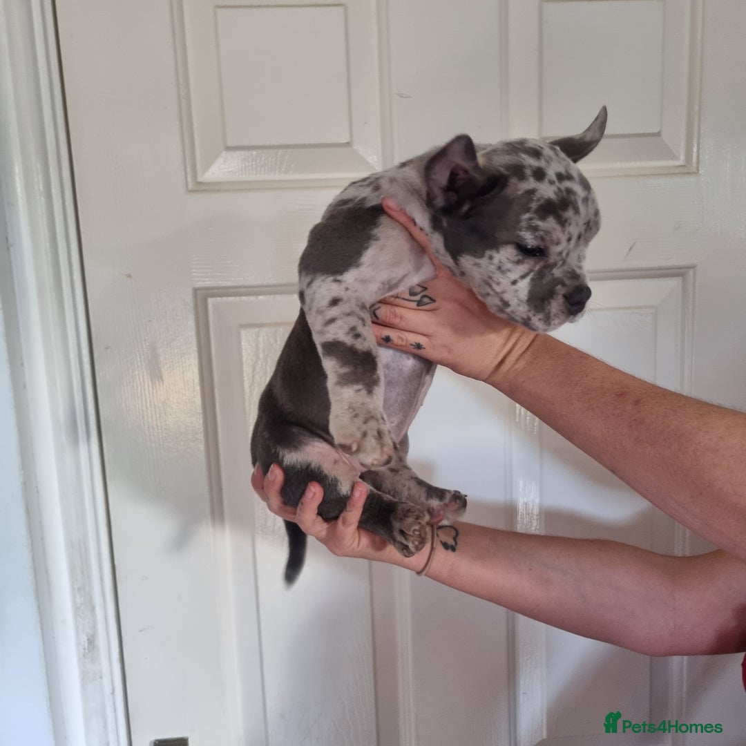 American Bully dogs for sale: David  - Image 17