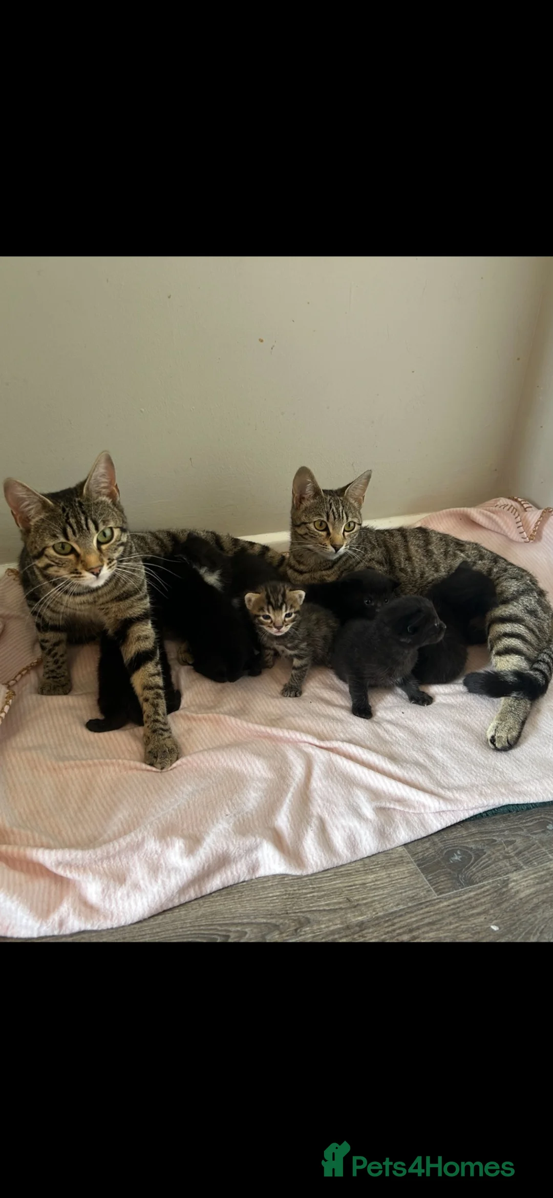Mixed Breed cats for sale: kittens available immediately  in Cannock - Advert 1