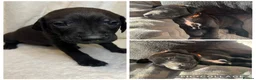 Mixed Breed dogs for sale: Rhodesian Ridgeback x Bull Lurcher - Advert 36