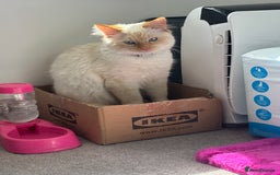 British Longhair cats for sale: White and ginger ragdoll  - Advert 6