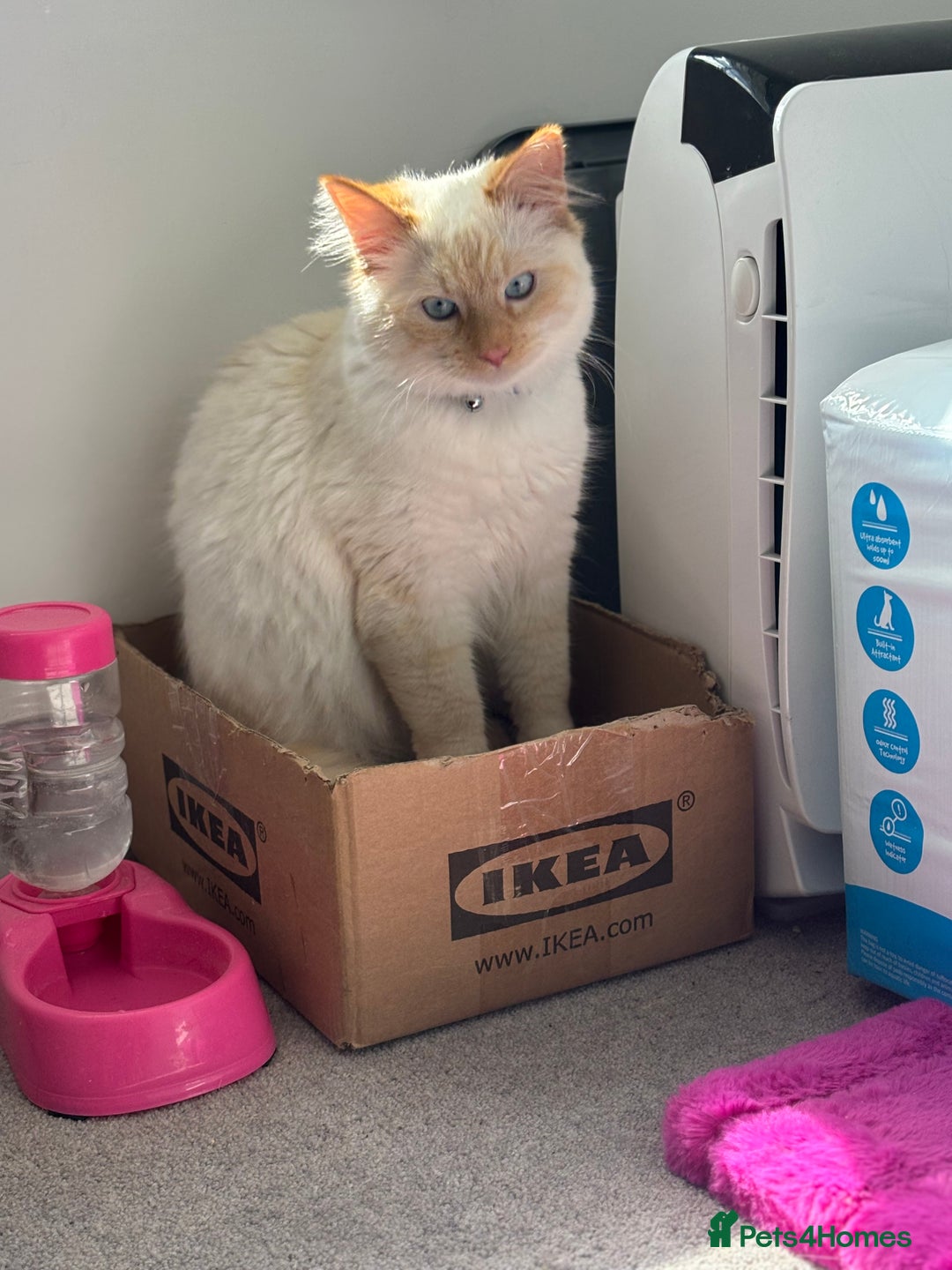 British Longhair cats for sale: White and ginger ragdoll  - Advert 6