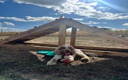 Cocker Spaniel dogs for stud: Cody  - Image 4