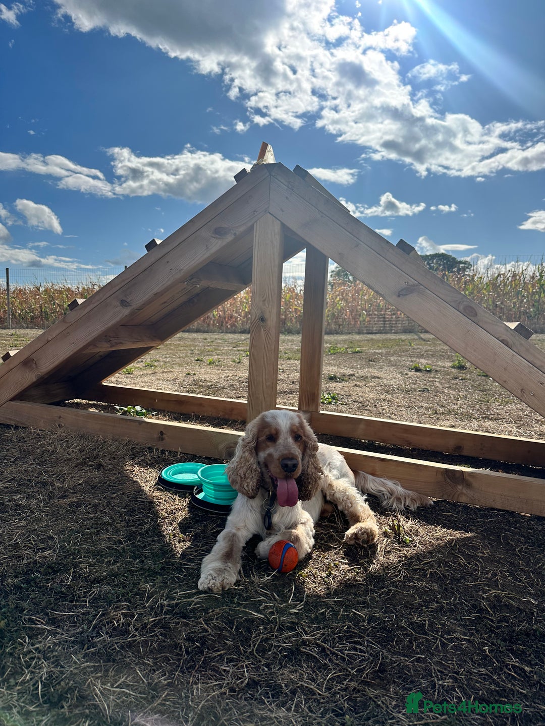 Cocker Spaniel dogs for stud: Cody  - Image 4