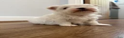 Maltese dogs for sale: One Beautiful Korean Maltese boy left for sale 🐾  - Advert 4