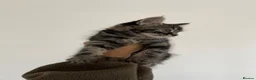 Mixed Breed cats for sale: Beautiful cuddly sweet kittens  - Advert 4