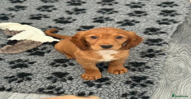 Cocker Spaniel dogs - Advert 8