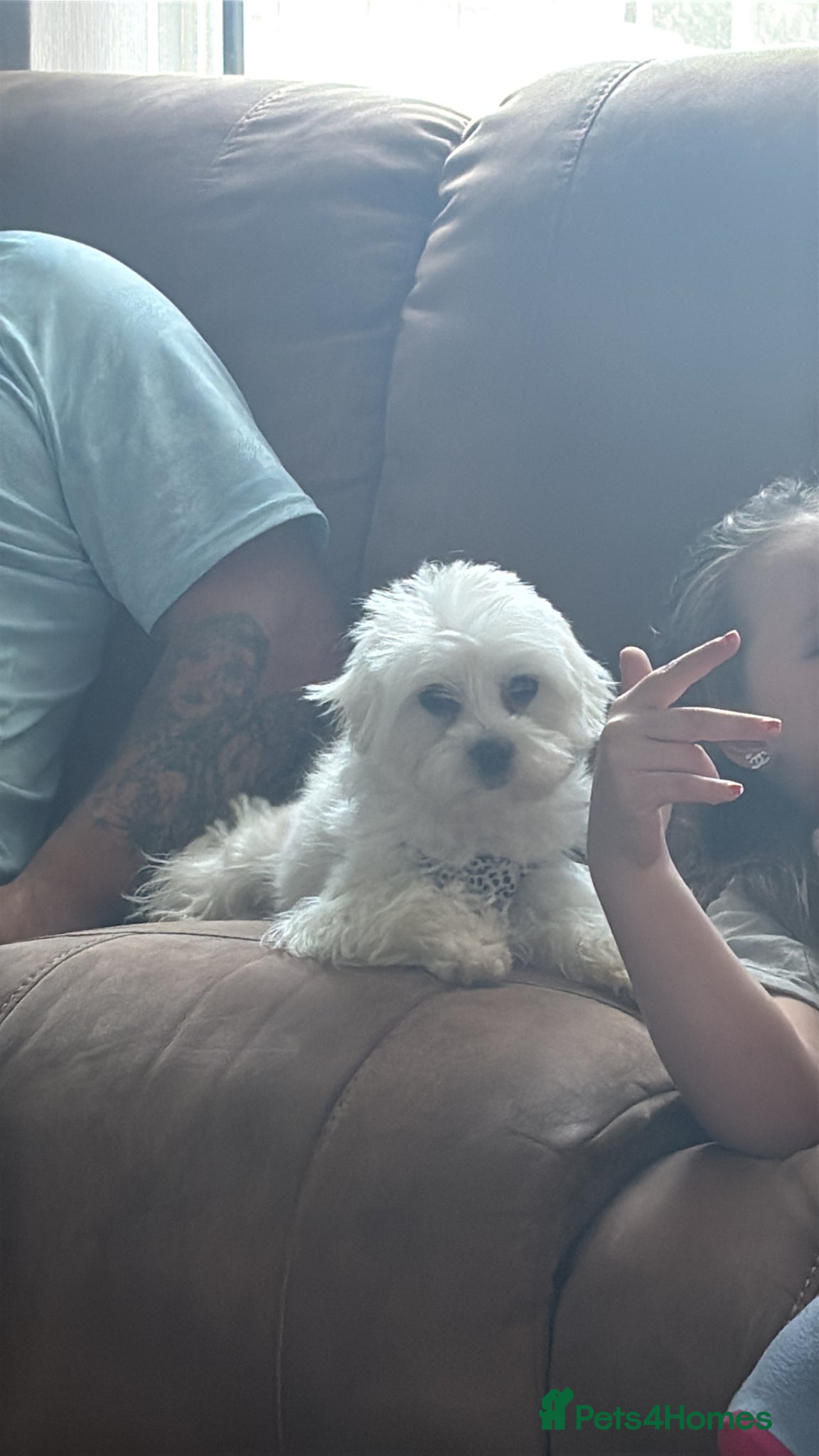 Maltese dogs Maltese girl £450 ono - Advert 3