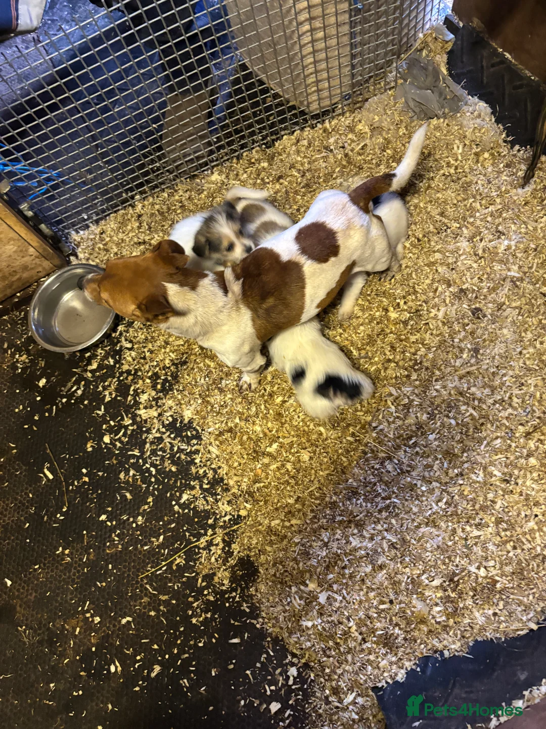 Mixed Breed dogs for sale: Jack tzu - Advert 3