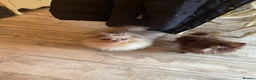Pomeranian dogs for stud: Lilac Tan Merle Stud Boy kc in Pontefract - Advert 9