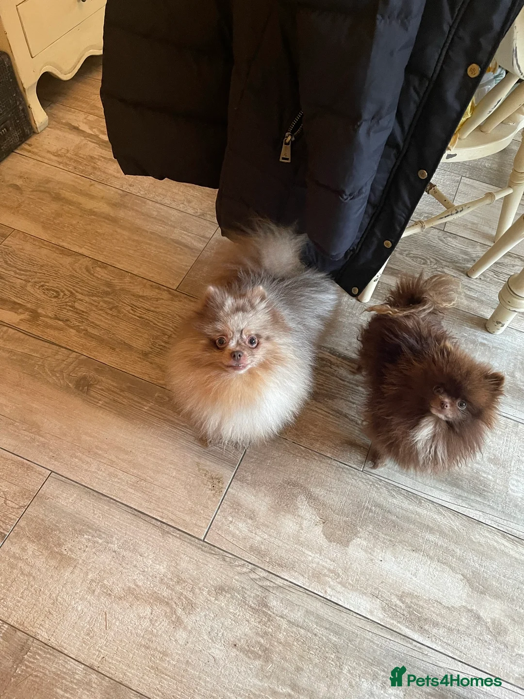 Pomeranian dogs for stud: Lilac Tan Merle Stud Boy kc in Pontefract - Advert 9