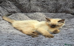 Ragdoll cats for sale: GCCF registered Ragdoll kittens  - Image 6