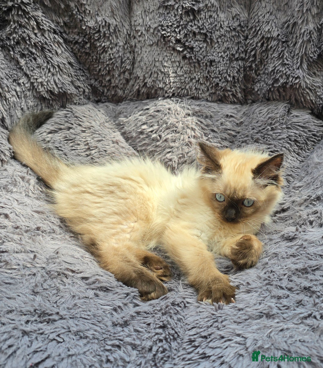 Ragdoll cats for sale: GCCF registered Ragdoll kittens  - Image 6