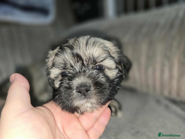 Mixed Breed dogs - Advert 2