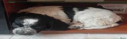 Cocker Spaniel dogs for sale: 1 Stunning Male Blue Roan Working Cocker Spaniel  - Advert 17