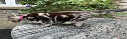 Maine Coon cats for sale: Maine Coon Bengal Cross Kittens - Advert 12
