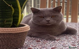 British Shorthair cats for sale: Calm & Loving British Shorthair - Image 2
