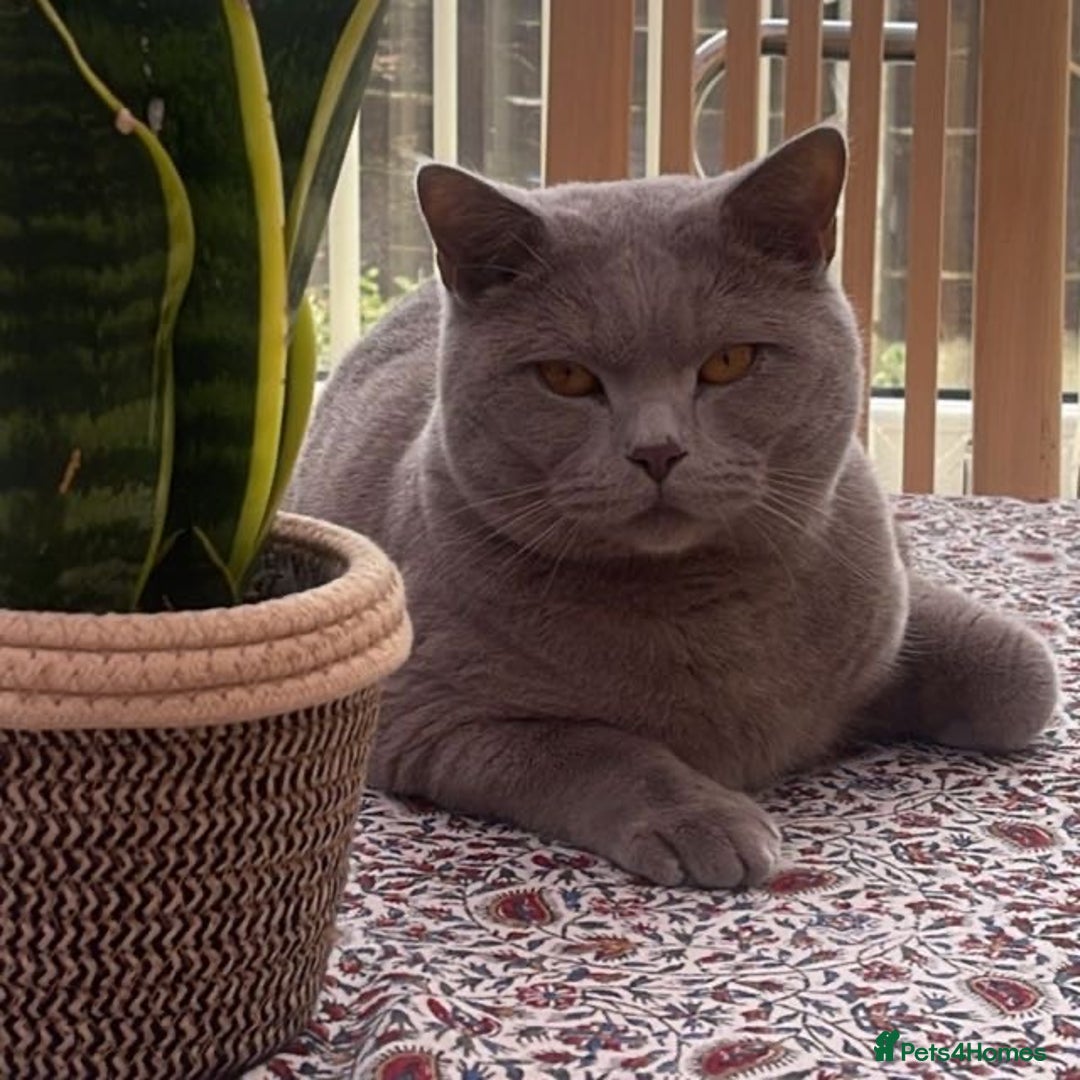 British Shorthair cats for sale: Calm & Loving British Shorthair - Image 2