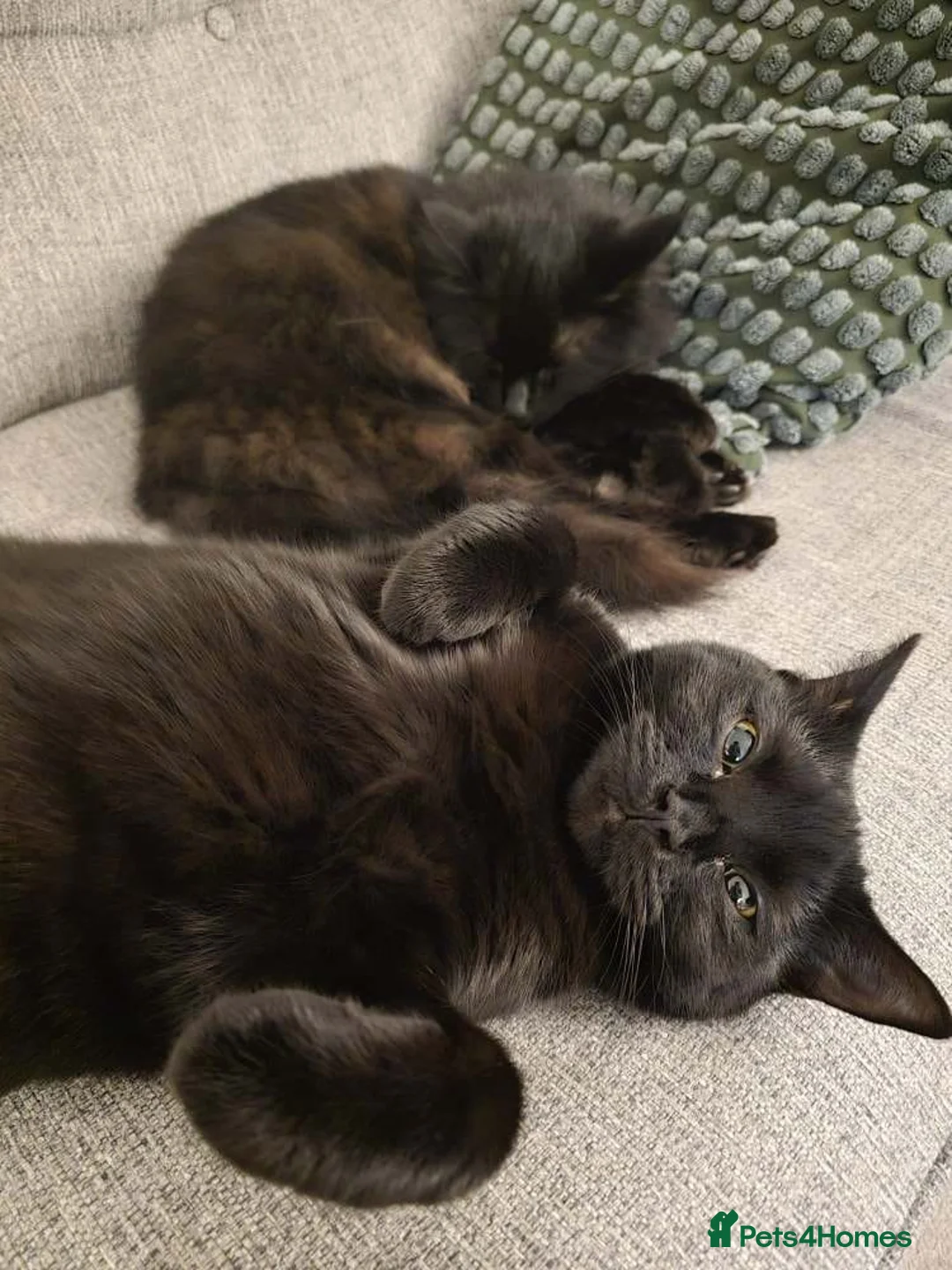 Mixed Breed cats for sale: Young male black cat for rehoming - Advert 6