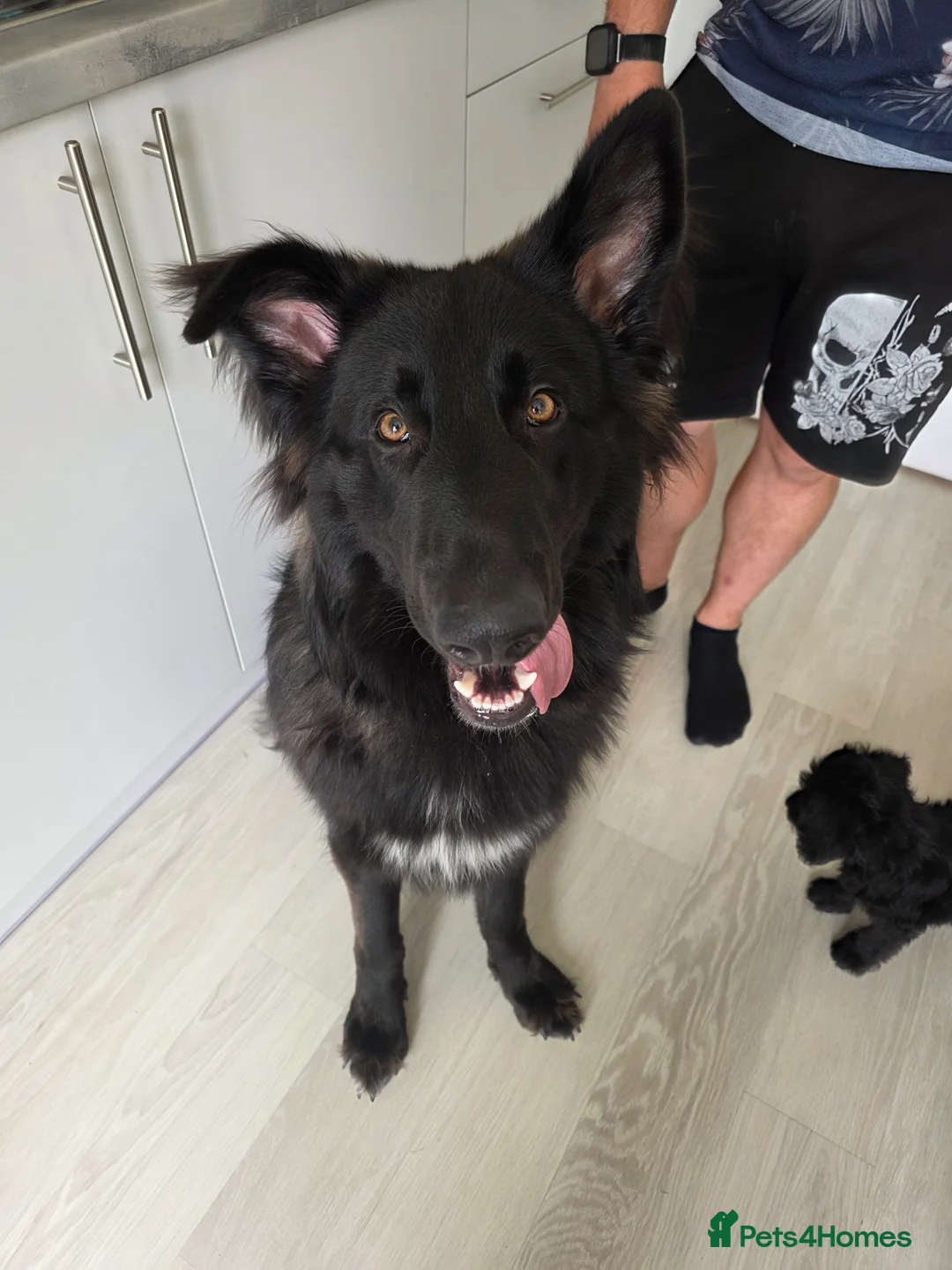 German Shepherd dogs for sale: Beautiful German shepherd needs home - Advert 2