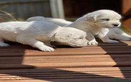 Golden Retriever dogs for sale: Cream Golden Retriever - Image 5