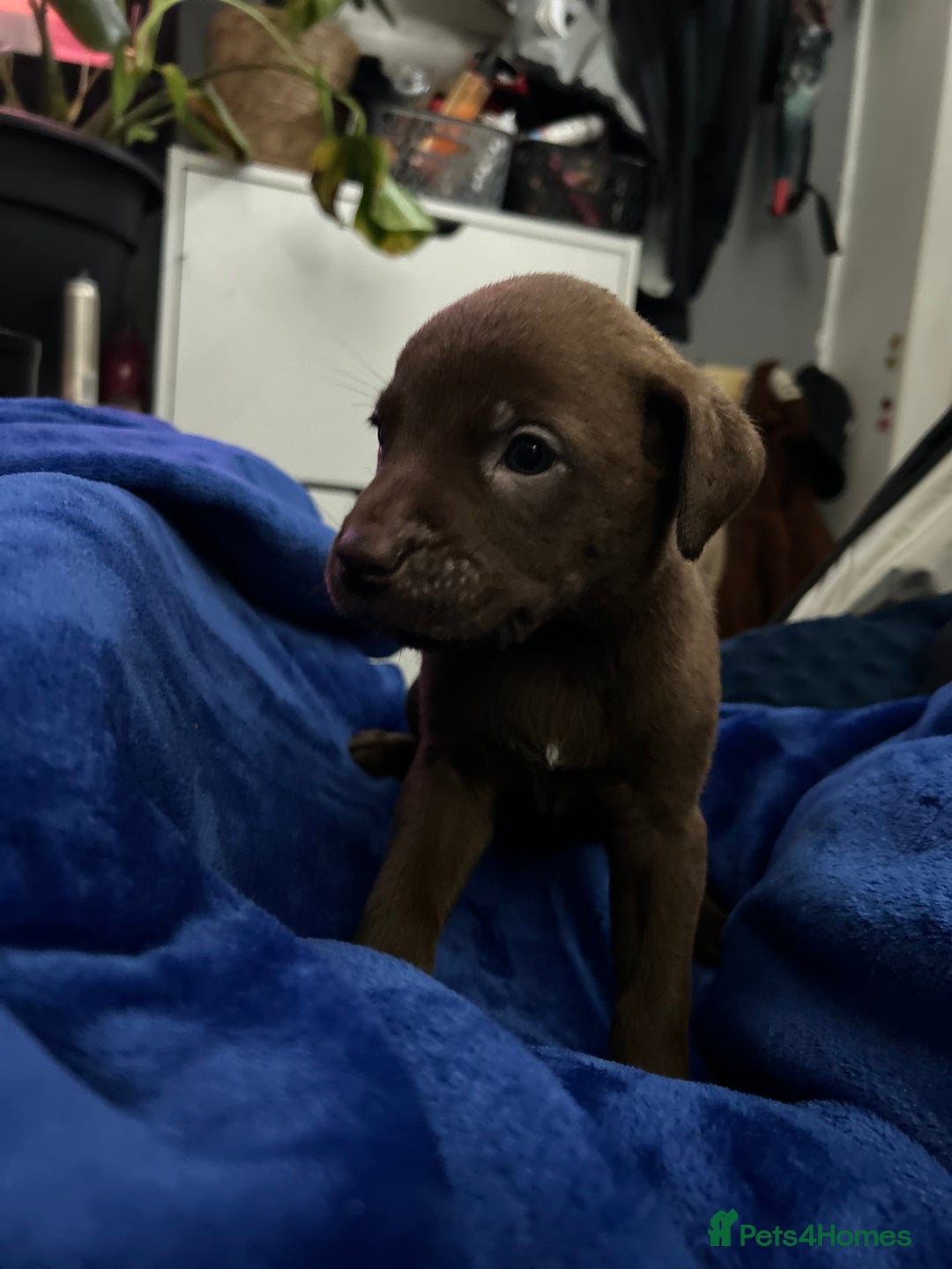 Mixed Breed dogs for sale: Mix breed Staff  - Advert 20