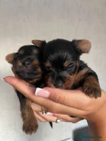 Yorkshire Terrier dogs Yorkshire terrier boys 🐶 - Advert 4