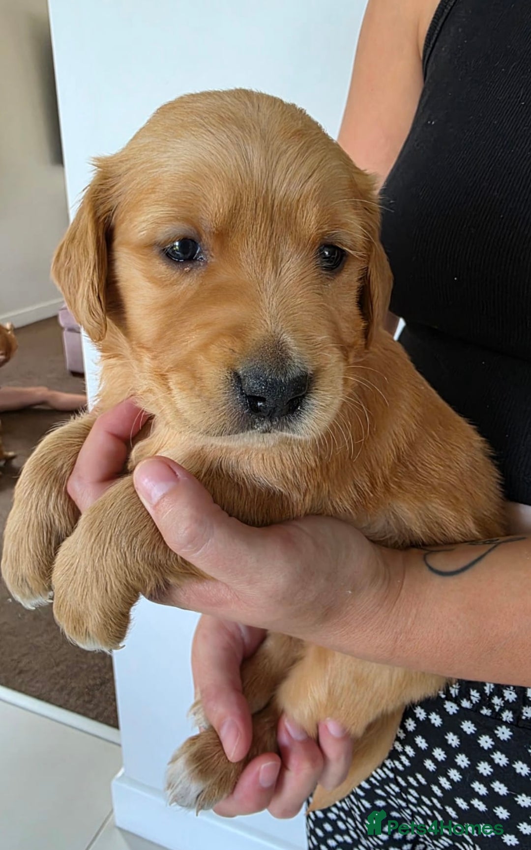 Golden Retriever dogs for sale: Dark Working Golden Retriever puppies  - Image 13