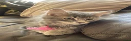 British Longhair cats for sale: Last 2 little boys  - Advert 22