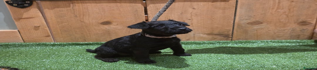 Patterdale Terrier Puppy 1