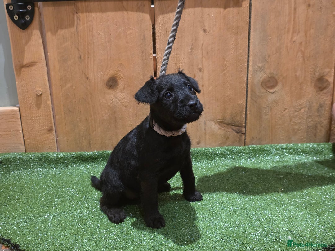 Patterdale Terrier dogs for sale: Patterdale terrier pups - Image 2