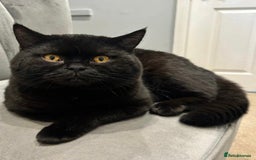 British Shorthair cats for sale: BSH Last British shorthair Registered  - Image 6