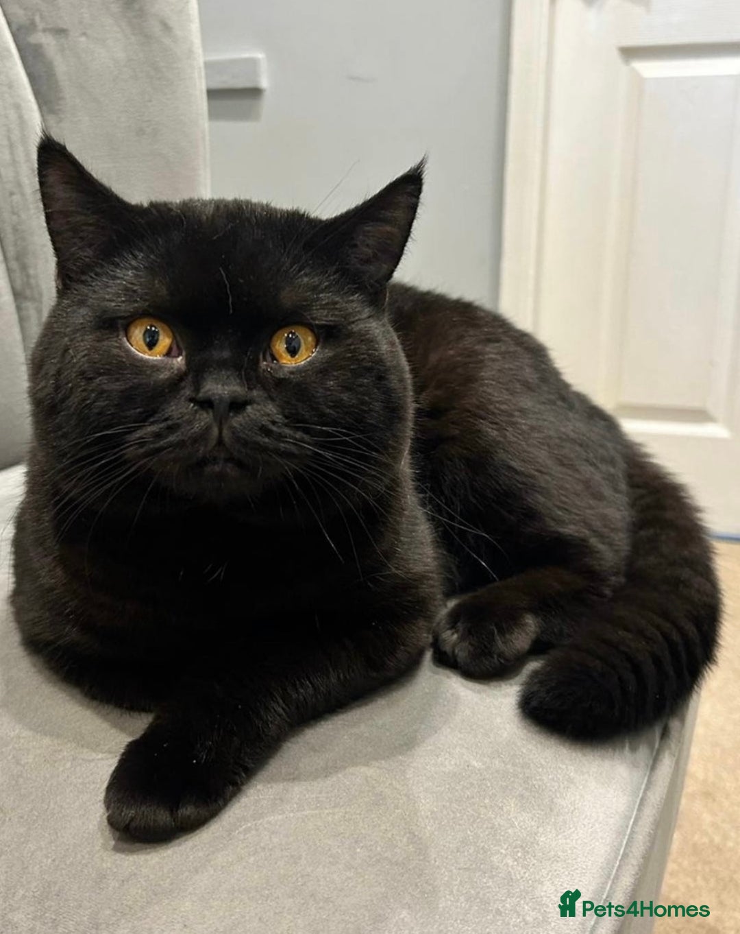 British Shorthair cats for sale: BSH Last British shorthair Registered  - Image 6