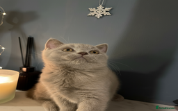 British Shorthair cats for sale: Gorgeous BSH Kittens – Cinnamon, Lilac & Black 🐾 - Advert 3