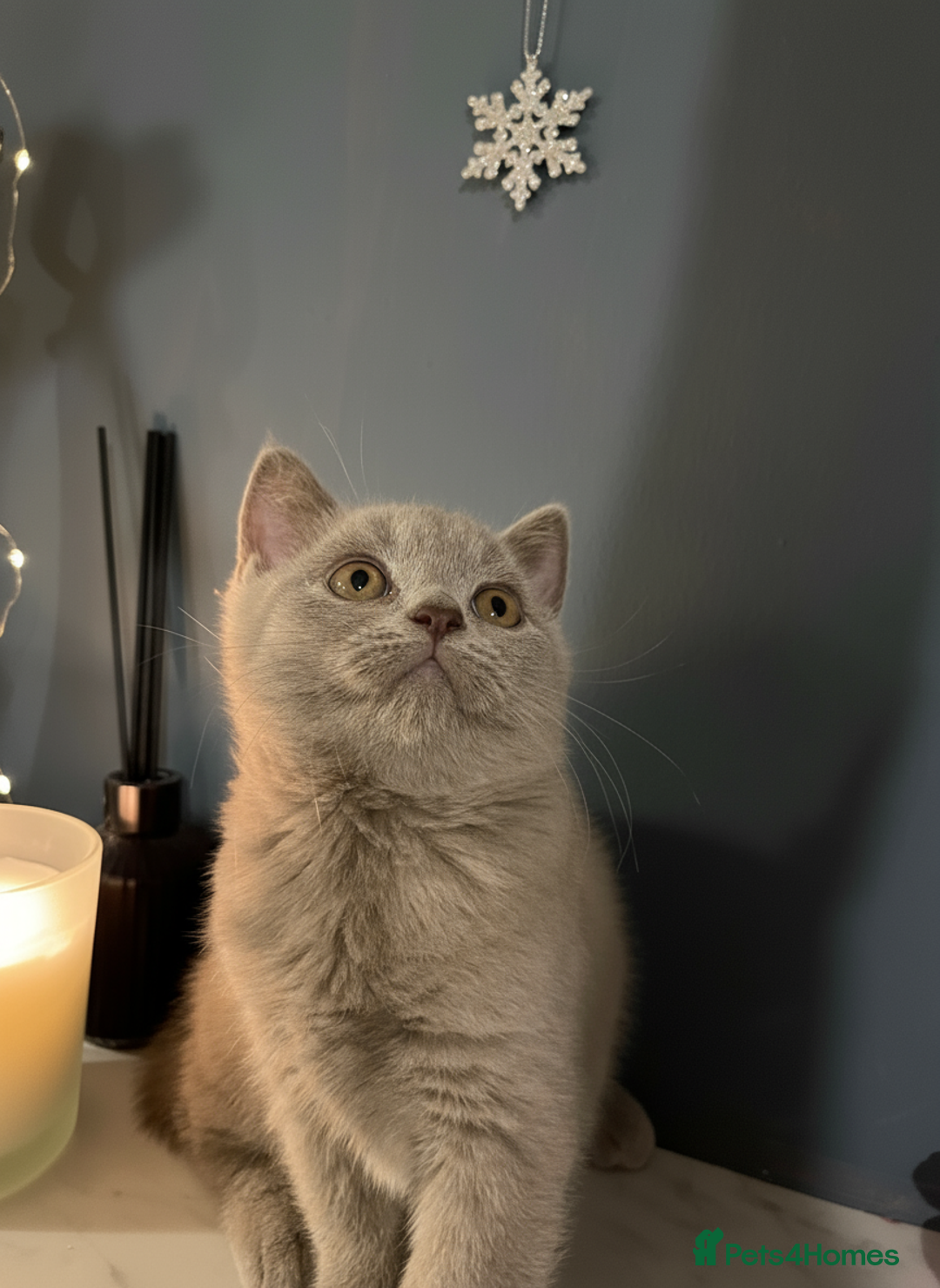 British Shorthair cats for sale: Gorgeous BSH Kittens – Cinnamon, Lilac & Black 🐾 - Advert 3