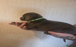 Cane Corso dogs for sale: Purebred champion bloodline cane corso puppies - Image 6