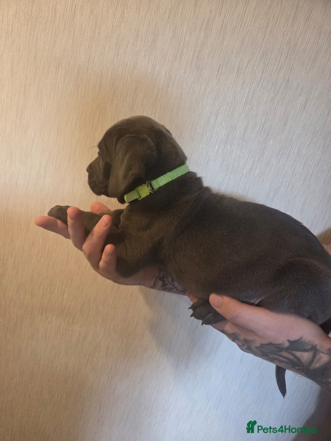 Cane Corso dogs for sale: Purebred champion bloodline cane corso puppies - Image 6