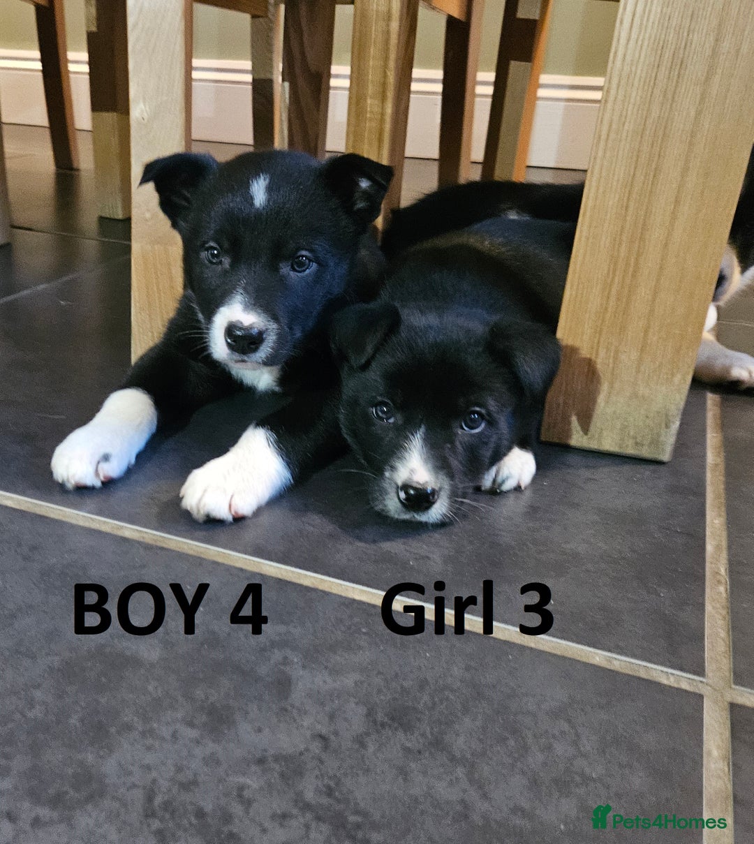 Border Collie dogs for sale: Beautiful border collie pups for sale - Advert 11