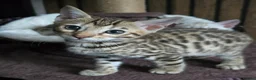 Bengal cats for sale: Only 1 TICA boy left..Ready from middle May - Advert 9