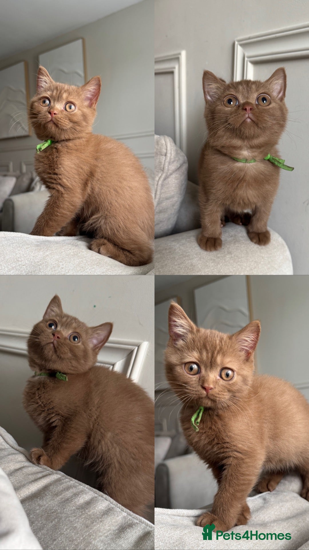 British Shorthair cats 🏆 bloodlines, Health tested patents, Gccf reg  - Advert 1