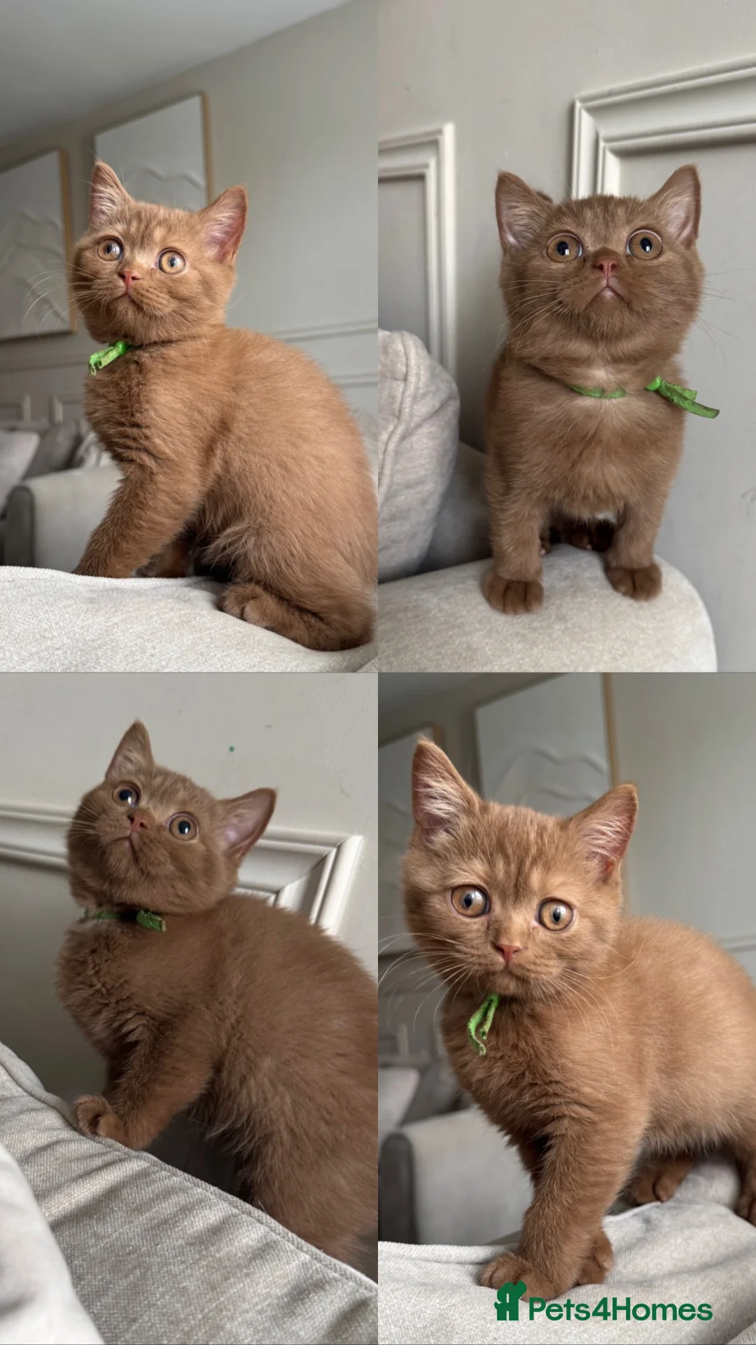 British Shorthair cats for sale: 🏆 bloodlines, Health tested patents, Gccf reg  - Advert 1