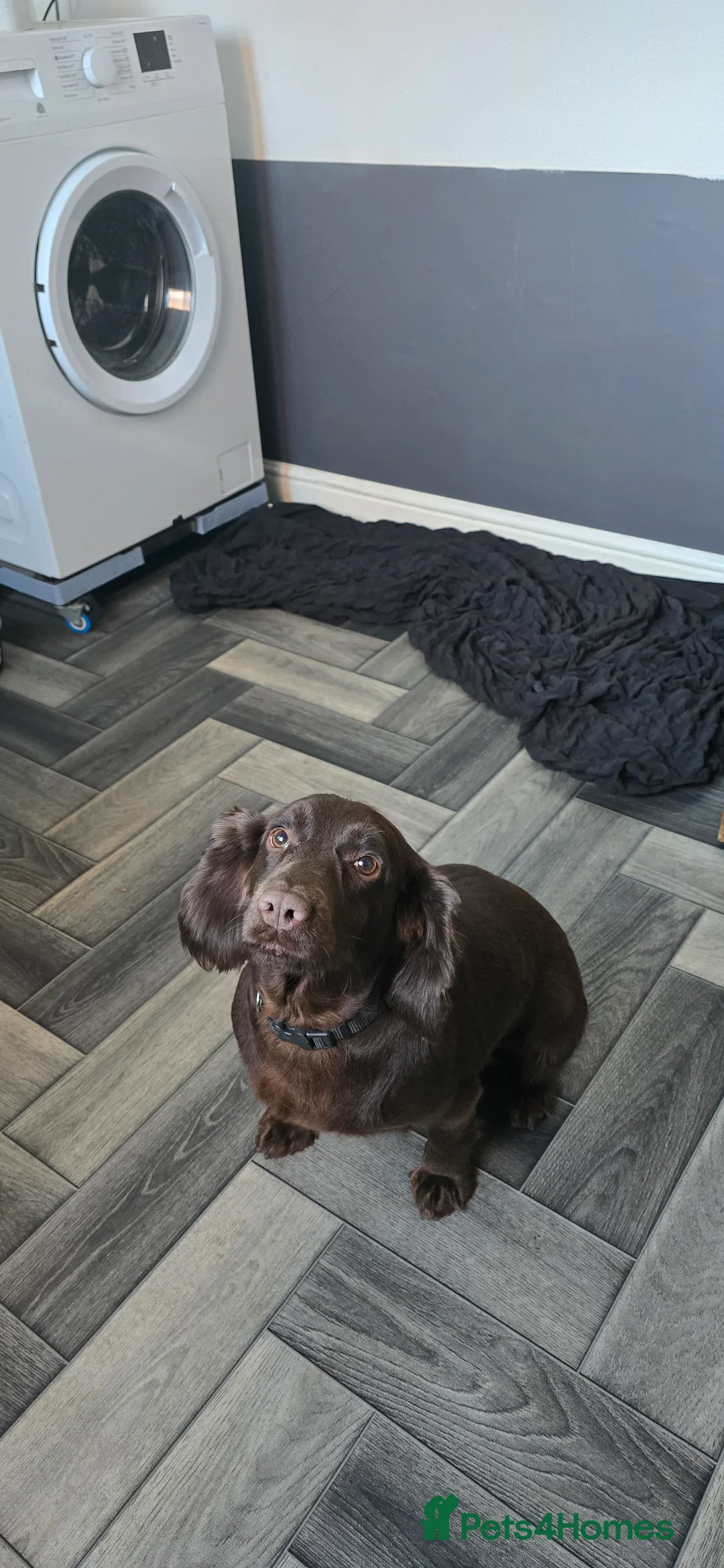 Cocker Spaniel dogs for sale: Cocker spaniel bitch - Advert 2